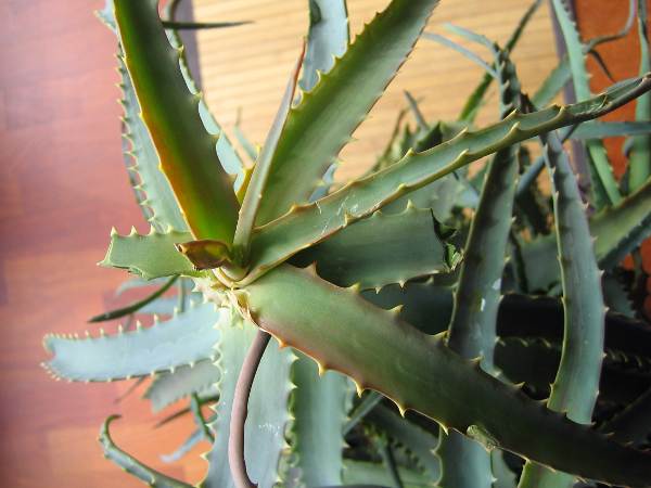 aloe02.jpg